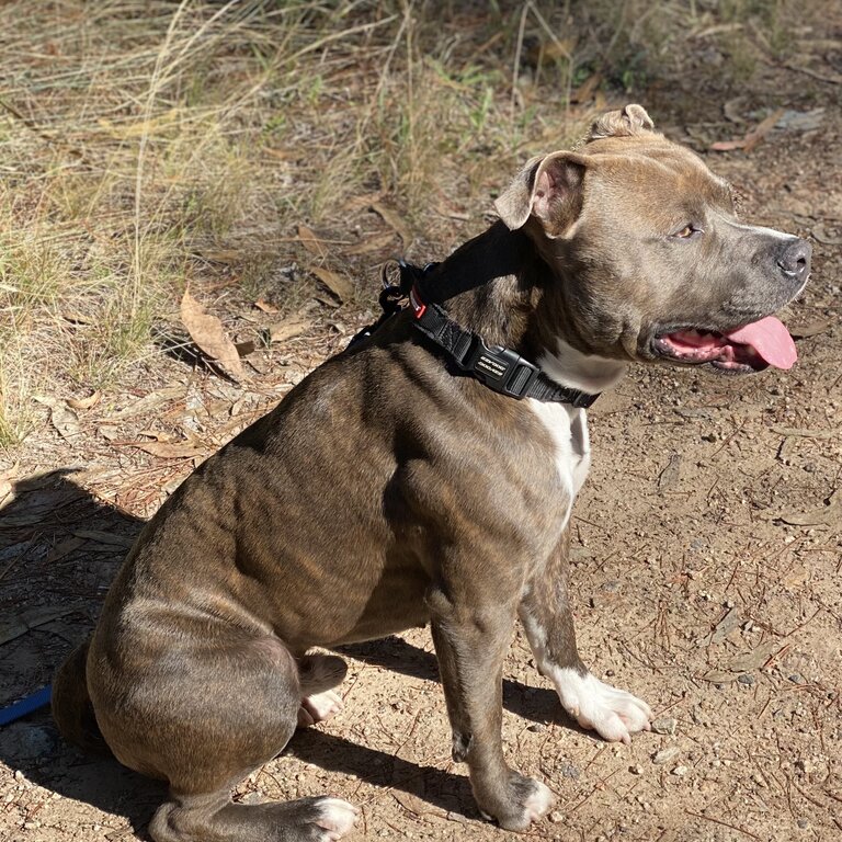 American Staffordshire 