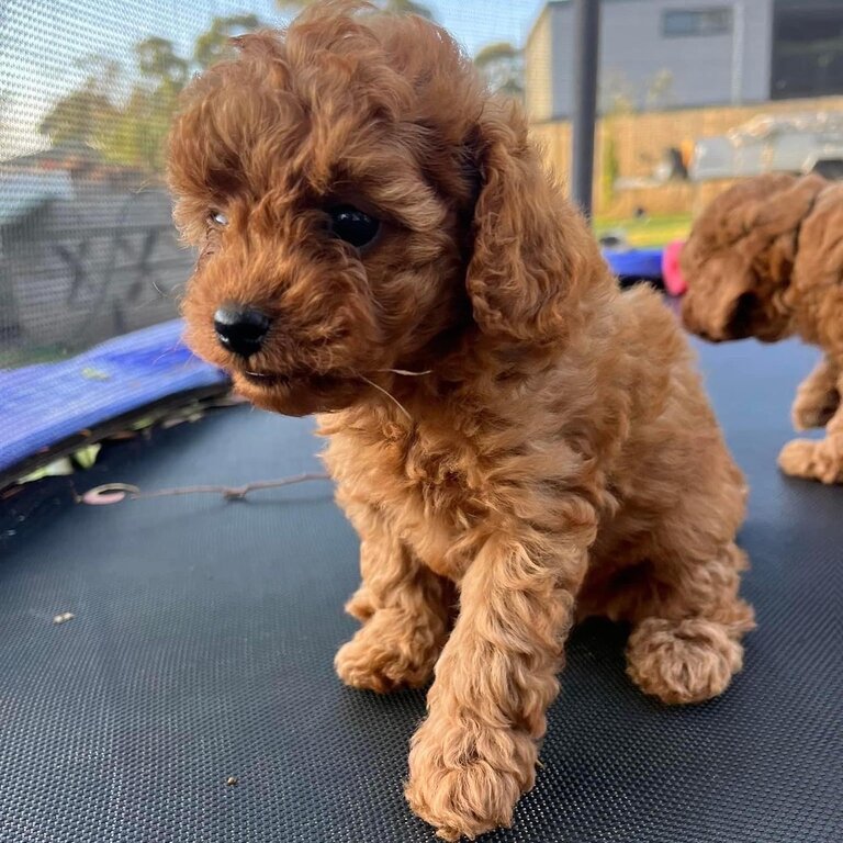 Ruby Cavoodle pup