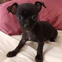 CHIHUAHUA PUREBRED APPLE HEAD PUPPY-FEMALE-SANCTUARY POINT 2540-0