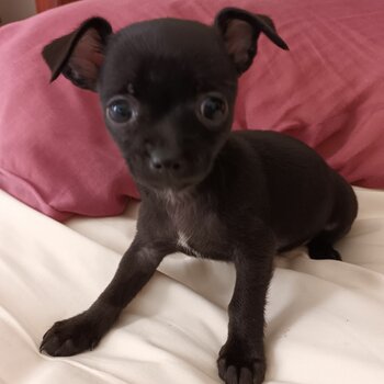 CHIHUAHUA PUREBRED APPLE HEAD PUPPY-FEMALE-SANCTUARY POINT 2540