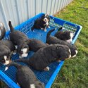 Reputable healthy Bernese Mountain puppies available Reputable healthy Bernese -1