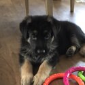 German Shepherd working line puppies -2