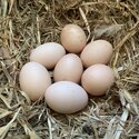 Laying hens-2