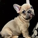 Puppies and Adult Trained French Bulldog  males and female -1