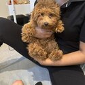 Playful toy poodle for sale -3