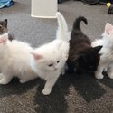 5 Ragdoll X Turkish Angora Kittens for sale-4