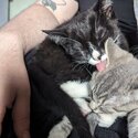 X2 kittens need rehoming (1 tabby girl and 1 tuxedo boy)-3