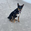 Rehoming Australian Kelpie -0