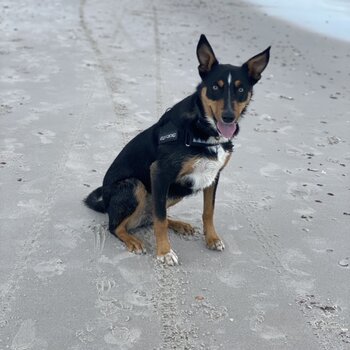 Rehoming Australian Kelpie 