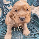 Cocker Spaniel Puppies-1