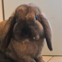 Sooty Fawn Male dwarf lop -2