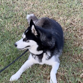 Siberian Husky Male