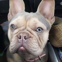 Stunning Pure-bred Lilac &amp; Tan French Bulldog -0