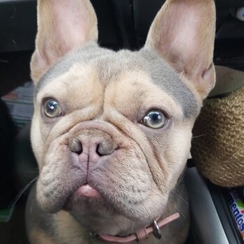 Stunning Pure-bred Lilac & Tan French Bulldog 