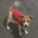 4 month old Male Jack Russell-5