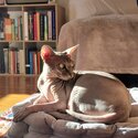 Sphynx bonded pair for adoption -3