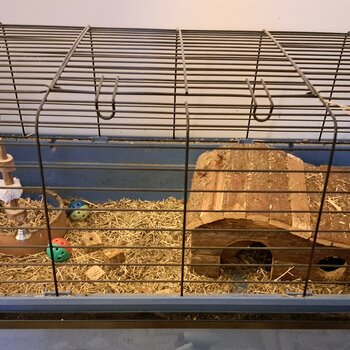 2 Guinea Pigs + Full Set Up