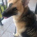 Gorgeous, 1 year old GSD for sale-0