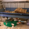 2 Guinea Pigs + Full Set Up-1