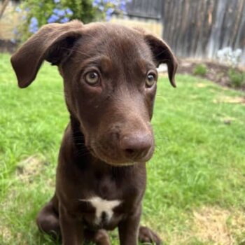 Australian kelpie puppy 13 weeks old 