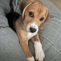 Beagle Puppy-4