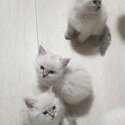 Ragdoll Kittens For sale -3