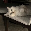 Persian cat for adoption -0