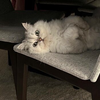 Persian cat for adoption 