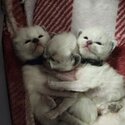 Ragamese kittens for sale (Ragdoll x Siamese)-0