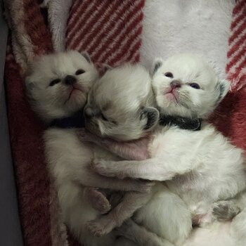 Ragamese kittens for sale (Ragdoll x Siamese)
