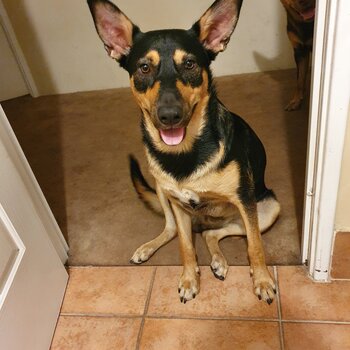 Blue Tan Male Kelpie