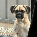 Fawn pug-4