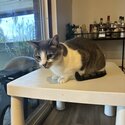 Russian Blue X 4yo F for a new home-2