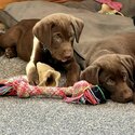 3 litters of Labrador retriever puppies available. 2 male and 1 female-2