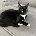 Cat needing new home-1