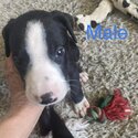 Great Dane/Bull Arab puppies-2