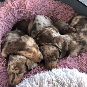 Miniature dachshunds 