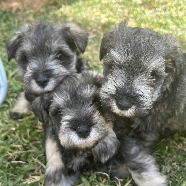 Schnauzer Puppies looking for forever home (Mini)