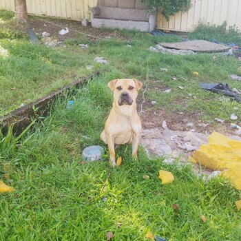 Male Bull Mastiff. 3 years old.