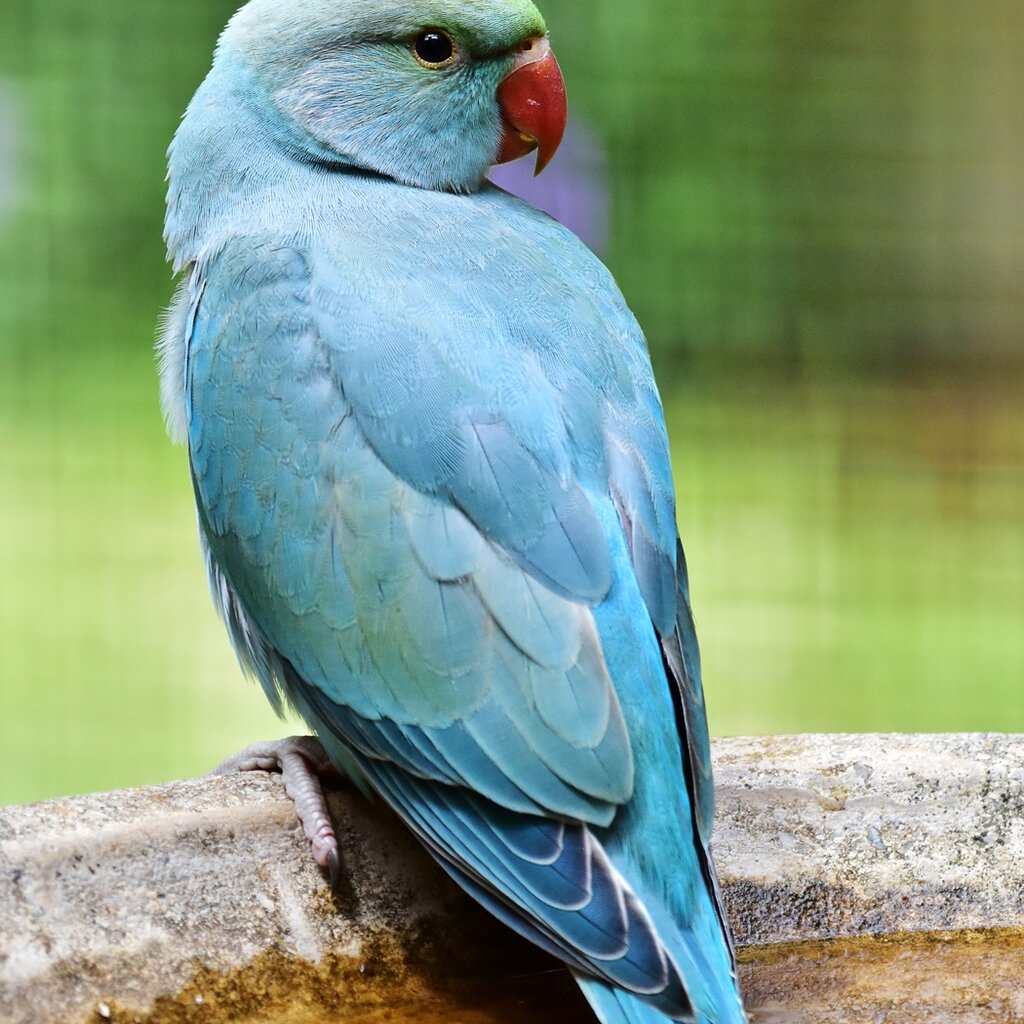 Indian Ringneck Parrots