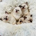 Gorgeous Rag Doll Kittens-1