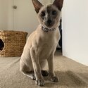 PURE BREED SEAL POINT SIAMESE-5