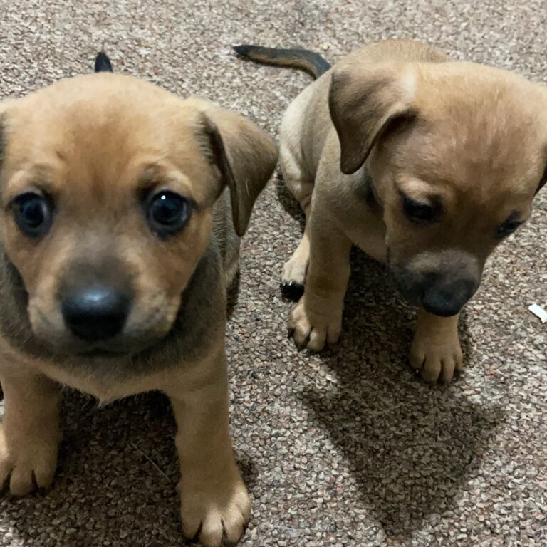 10 female puppies for sale