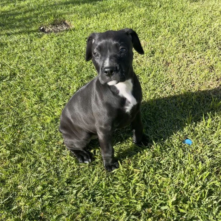 American Staffy