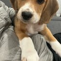  Seeking a loving home for our three month old beagle puppy-2