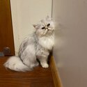 Purebred Female Persian Chinchilla Cat-3