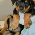 Natural Bobtail Rottweiler Puppies-3