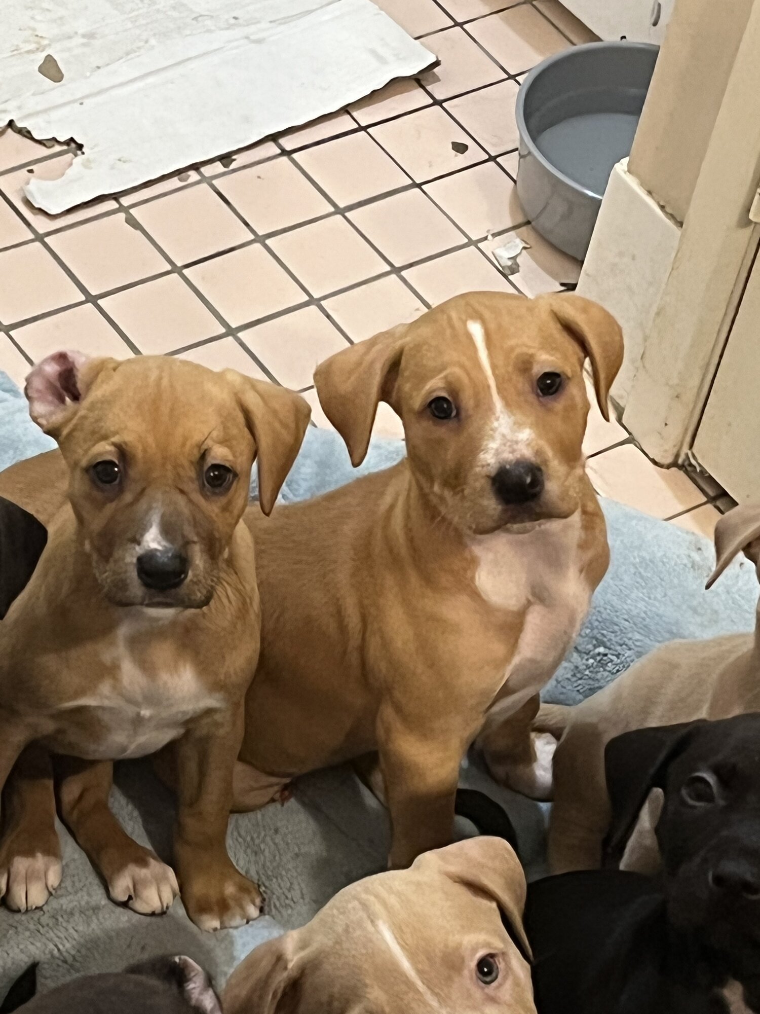 Puppies for sale