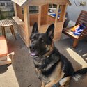 GSD needs a loving home-0