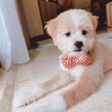 Shihpoo  male and female Dogs and Puppies   for Adoption -4